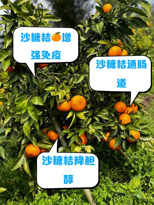 沙糖桔种植条件，沙糖桔的种植技术与管理？-第5张图片-优品飞百科