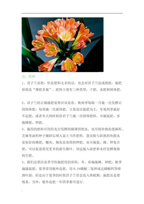 君子兰的养殖方法和注意事项,垂笑君子兰的养殖方法和注意事项-第2张图片-优品飞百科 君子兰的养殖方法和注意事项,垂笑君子兰的养殖方法和注意事项-第2张图片-优品飞百科