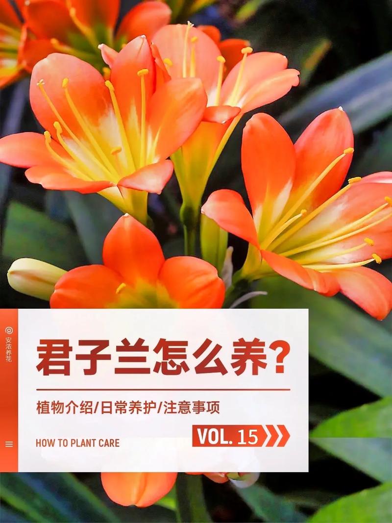 君子兰的养殖方法和注意事项,垂笑君子兰的养殖方法和注意事项-第3张图片-优品飞百科 君子兰的养殖方法和注意事项,垂笑君子兰的养殖方法和注意事项-第3张图片-优品飞百科