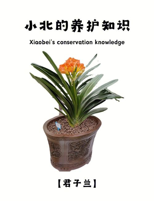 君子兰的养殖方法和注意事项,垂笑君子兰的养殖方法和注意事项-第7张图片-优品飞百科 君子兰的养殖方法和注意事项,垂笑君子兰的养殖方法和注意事项-第7张图片-优品飞百科