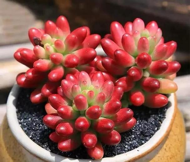 虹之玉夏天怎么养?虹之玉夏天的养殖方法和注意事项?-第2张图片-优品飞百科 虹之玉夏天怎么养?虹之玉夏天的养殖方法和注意事项?-第2张图片-优品飞百科