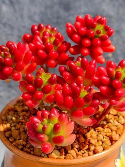 虹之玉夏天怎么养?虹之玉夏天的养殖方法和注意事项?-第4张图片-优品飞百科 虹之玉夏天怎么养?虹之玉夏天的养殖方法和注意事项?-第4张图片-优品飞百科