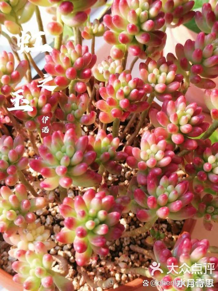 虹之玉夏天怎么养?虹之玉夏天的养殖方法和注意事项?-第5张图片-优品飞百科 虹之玉夏天怎么养?虹之玉夏天的养殖方法和注意事项?-第5张图片-优品飞百科