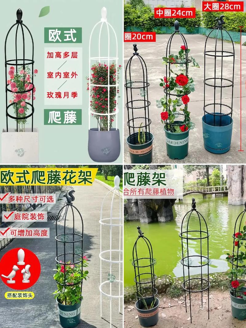飘香藤如何搭架？飘香藤的怎样搭架爬墙？