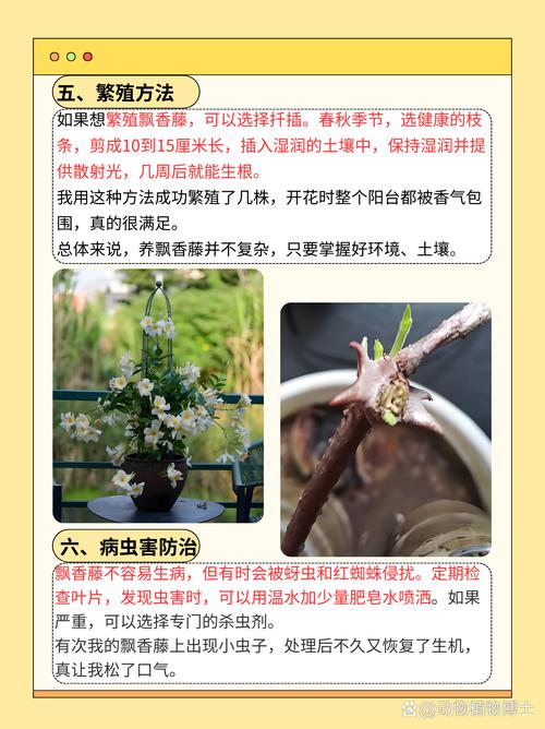 飘香藤如何搭架?飘香藤的怎样搭架爬墙?-第4张图片-优品飞百科 飘香藤如何搭架?飘香藤的怎样搭架爬墙?-第4张图片-优品飞百科