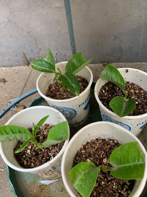 飘香藤如何搭架?飘香藤的怎样搭架爬墙?-第7张图片-优品飞百科 飘香藤如何搭架?飘香藤的怎样搭架爬墙?-第7张图片-优品飞百科