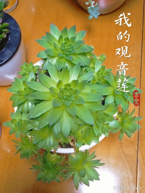 观音莲怎么分株,观音莲怎么分盆视频?-第2张图片-优品飞百科 观音莲怎么分株,观音莲怎么分盆视频?-第2张图片-优品飞百科
