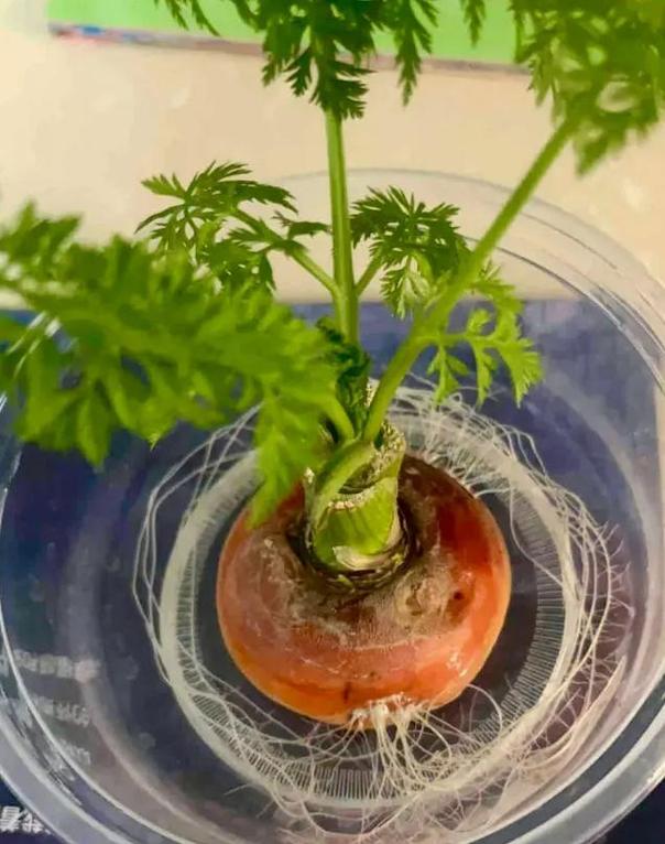 胡萝卜的养殖方法，胡萝卜的养殖与管理？
