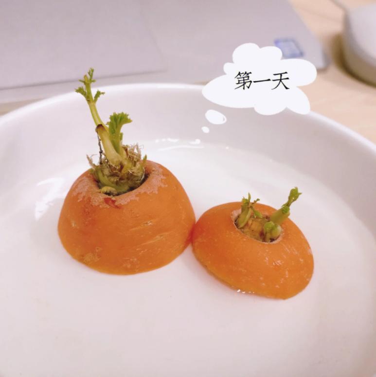 胡萝卜的养殖方法,胡萝卜的养殖与管理?-第3张图片-优品飞百科 胡萝卜的养殖方法,胡萝卜的养殖与管理?-第3张图片-优品飞百科