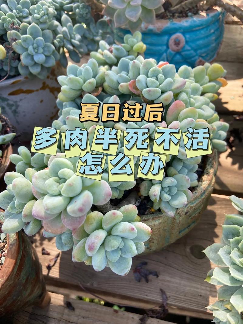 多肉春天怎么浇水？多肉春天怎样浇水？