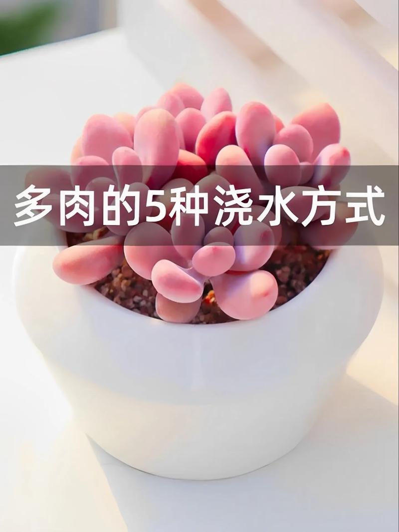 多肉春天怎么浇水?多肉春天怎样浇水?-第4张图片-优品飞百科 多肉春天怎么浇水?多肉春天怎样浇水?-第4张图片-优品飞百科