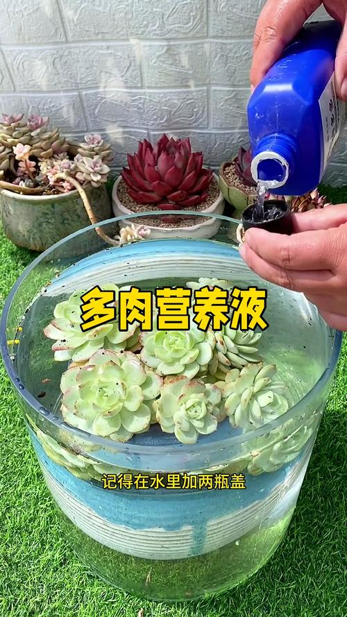 多肉春天怎么浇水?多肉春天怎样浇水?-第5张图片-优品飞百科 多肉春天怎么浇水?多肉春天怎样浇水?-第5张图片-优品飞百科