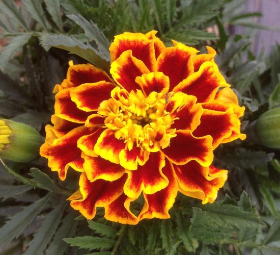 孔雀草花语、别名和养殖方法，孔雀草的花语与传说？