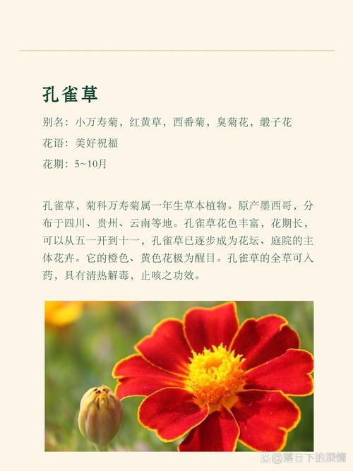 孔雀草花语、别名和养殖方法，孔雀草的花语与传说？-第2张图片-优品飞百科