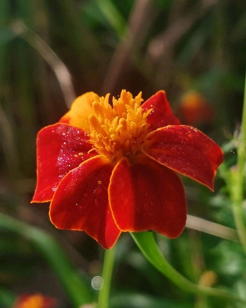 孔雀草花语、别名和养殖方法，孔雀草的花语与传说？-第3张图片-优品飞百科