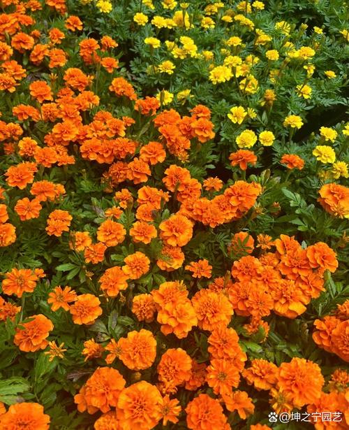 孔雀草花语、别名和养殖方法，孔雀草的花语与传说？-第4张图片-优品飞百科