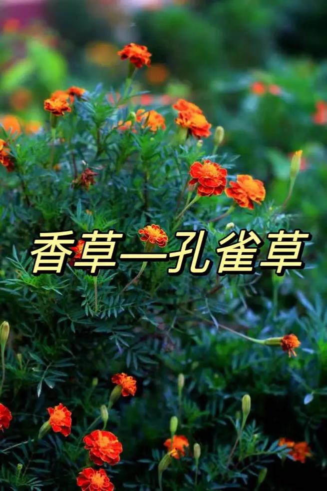 孔雀草花语、别名和养殖方法，孔雀草的花语与传说？-第5张图片-优品飞百科