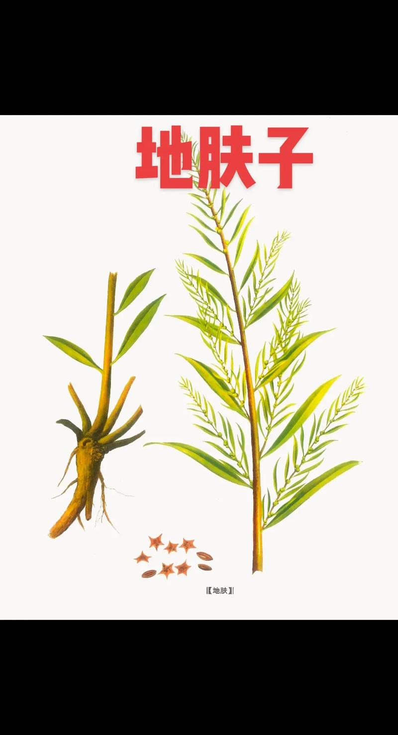 红地肤的养殖技术?红地肤幼苗图片?-第4张图片-优品飞百科 红地肤的养殖技术?红地肤幼苗图片?-第4张图片-优品飞百科