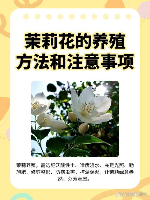 怎么养好茉莉，如何养活茉莉