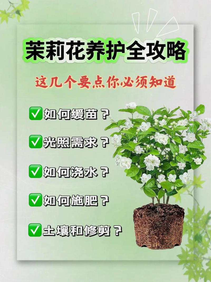 怎么养好茉莉，如何养活茉莉-第2张图片-优品飞百科