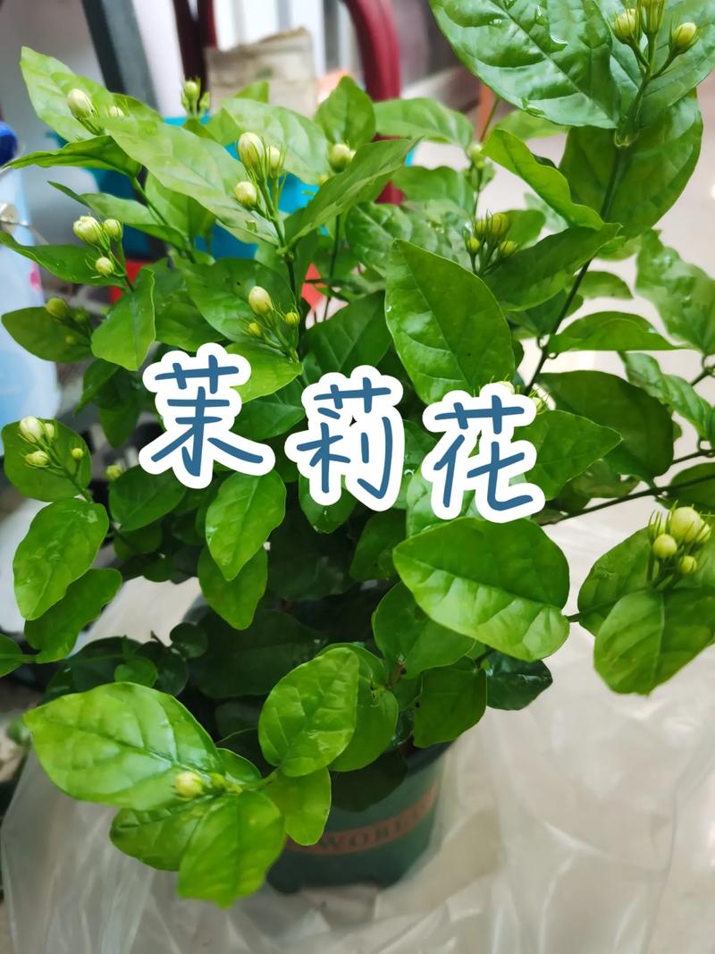 怎么养好茉莉，如何养活茉莉-第5张图片-优品飞百科