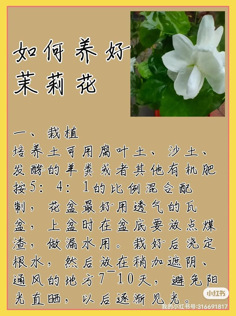 怎么养好茉莉，如何养活茉莉-第6张图片-优品飞百科