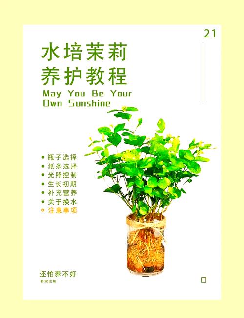 怎么养好茉莉，如何养活茉莉-第7张图片-优品飞百科