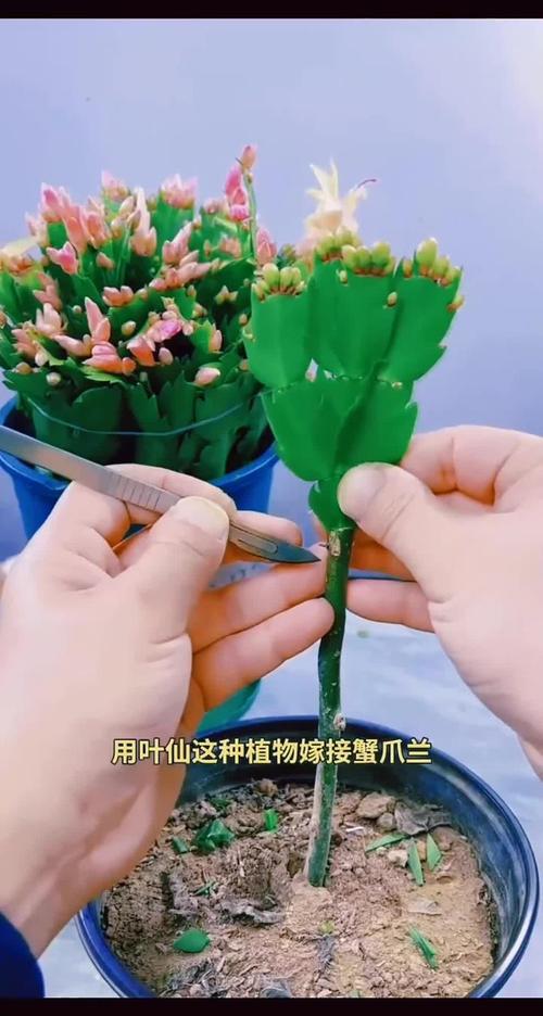 蟹脚兰怎么插？蟹脚兰怎么栽？