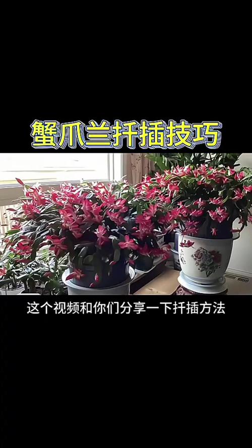 蟹脚兰怎么插?蟹脚兰怎么栽?-第3张图片-优品飞百科 蟹脚兰怎么插?蟹脚兰怎么栽?-第3张图片-优品飞百科