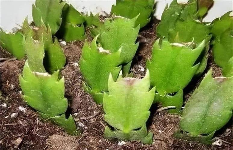 蟹脚兰怎么插?蟹脚兰怎么栽?-第5张图片-优品飞百科 蟹脚兰怎么插?蟹脚兰怎么栽?-第5张图片-优品飞百科