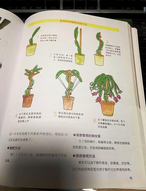火龙果苗怎么种，火龙果苗该怎么种？-第3张图片-优品飞百科