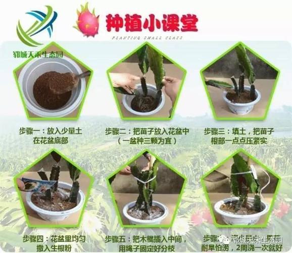 火龙果苗怎么种，火龙果苗该怎么种？-第6张图片-优品飞百科