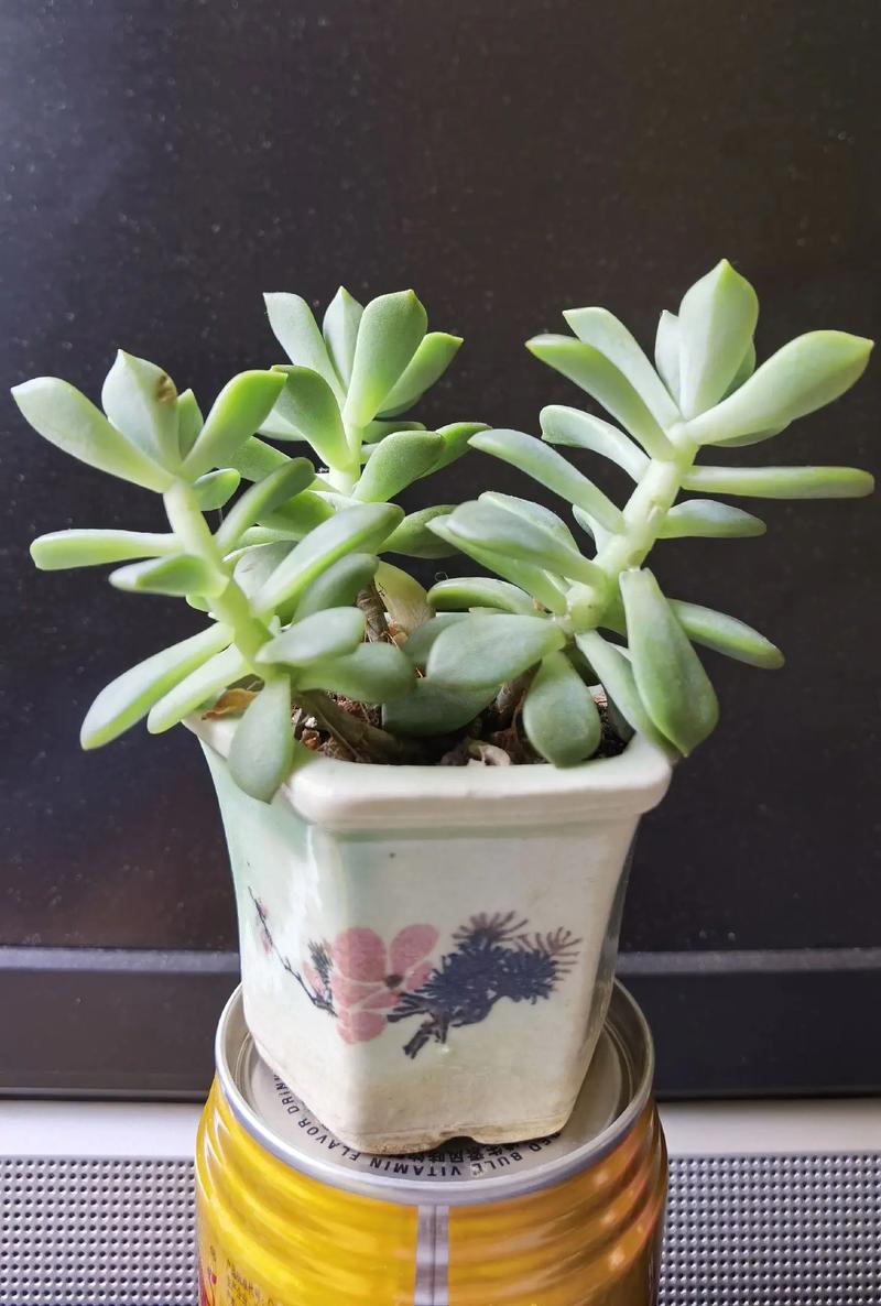 多肉移植后多久浇水，多肉移植后多久浇水合适