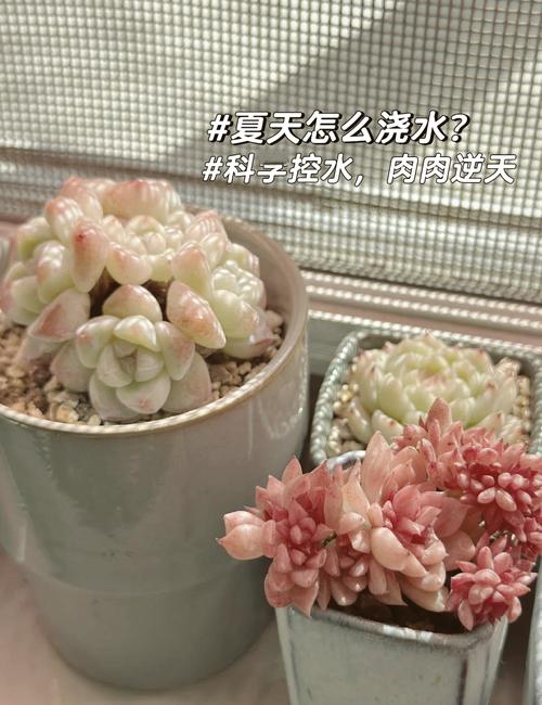 多肉移植后多久浇水，多肉移植后多久浇水合适-第3张图片-优品飞百科