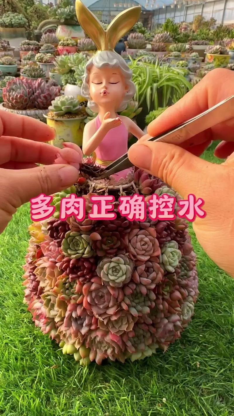 多肉移植后多久浇水，多肉移植后多久浇水合适-第4张图片-优品飞百科