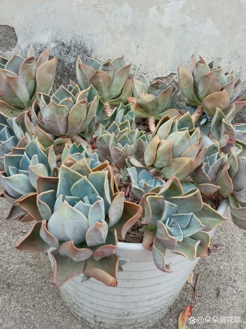 多肉移植后多久浇水，多肉移植后多久浇水合适-第5张图片-优品飞百科