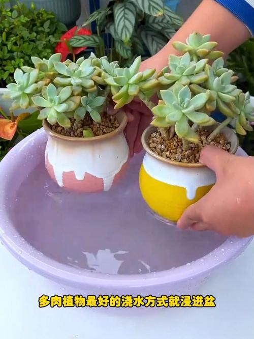 多肉移植后多久浇水，多肉移植后多久浇水合适-第6张图片-优品飞百科