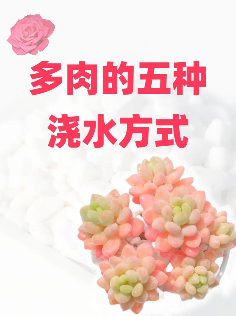 多肉移植后多久浇水，多肉移植后多久浇水合适-第7张图片-优品飞百科