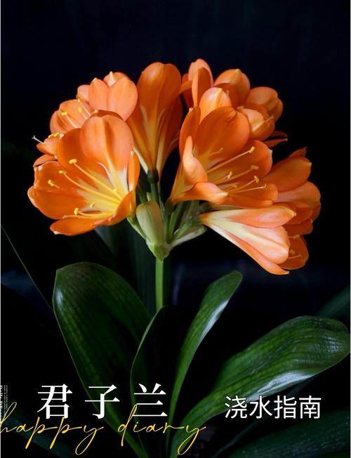 君子兰冬天怎么养？君子兰冬天怎么养护和浇水？-第5张图片-优品飞百科
