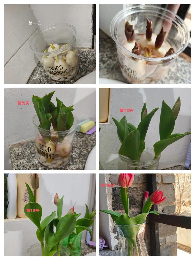 郁金香播种季节，郁金香什么季节播种-第2张图片-优品飞百科