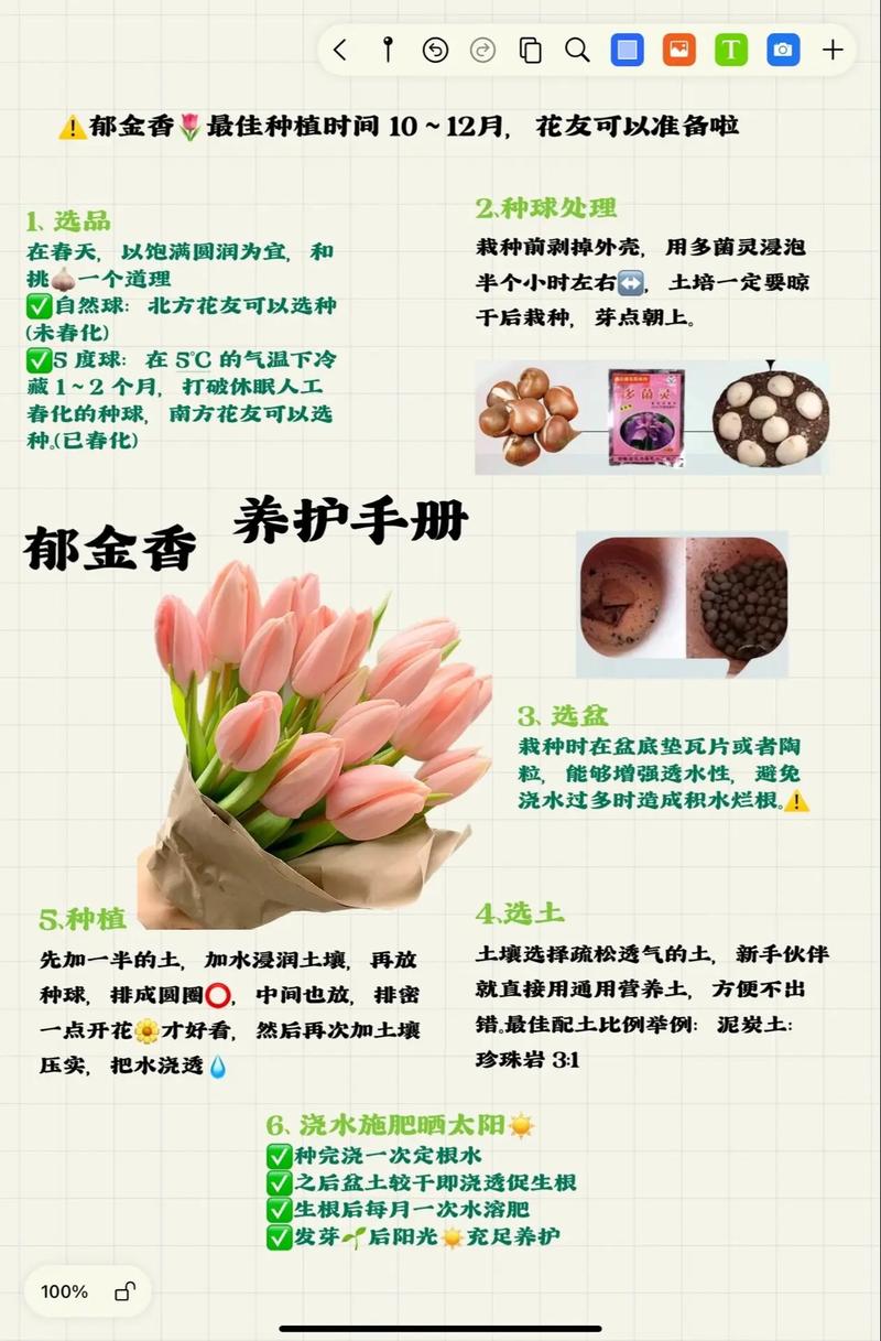 郁金香播种季节，郁金香什么季节播种-第3张图片-优品飞百科