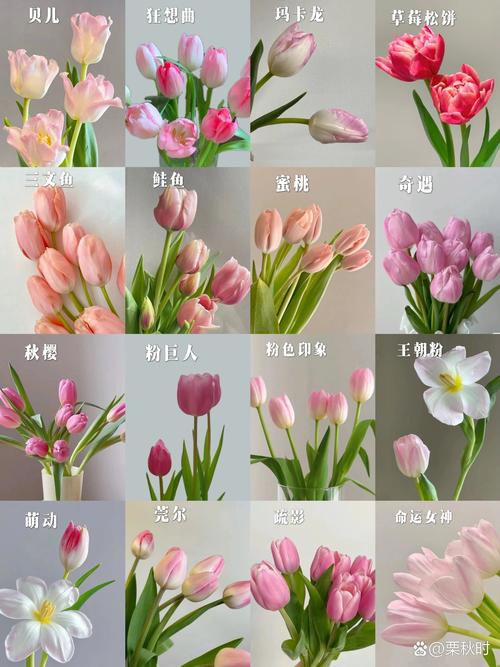 郁金香播种季节，郁金香什么季节播种-第4张图片-优品飞百科