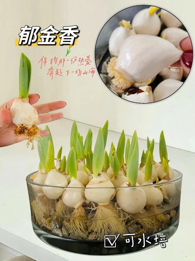 郁金香播种季节，郁金香什么季节播种-第6张图片-优品飞百科