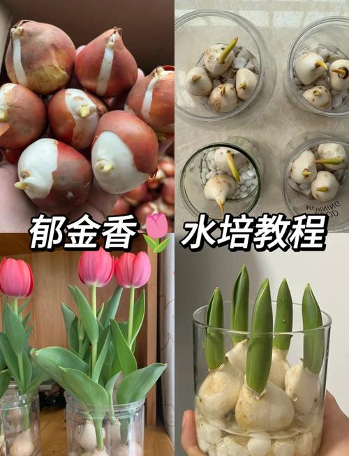 郁金香播种季节，郁金香什么季节播种-第7张图片-优品飞百科