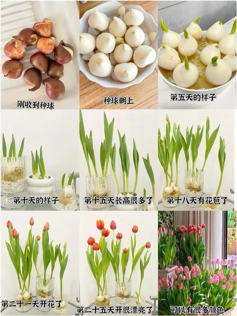 郁金香播种季节，郁金香什么季节播种-第8张图片-优品飞百科