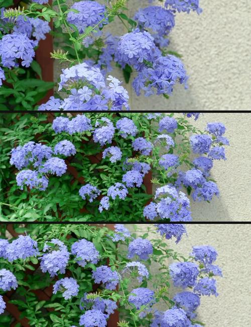 蓝雪花冬天怎么养，蓝雪花冬天养护方法-第2张图片-优品飞百科