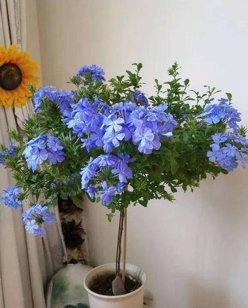 蓝雪花冬天怎么养，蓝雪花冬天养护方法-第4张图片-优品飞百科
