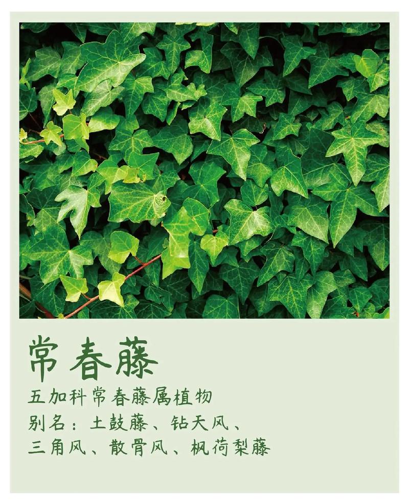 常春藤夏天怎么浇水，常春藤夏季怎么浇水