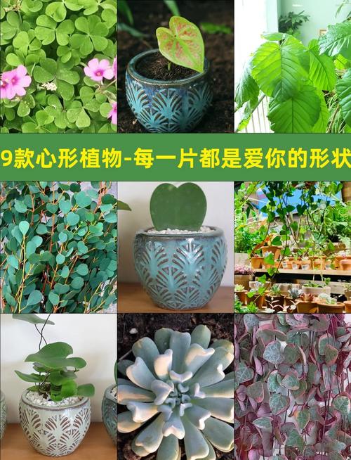 常春藤夏天怎么浇水,常春藤夏季怎么浇水-第5张图片-优品飞百科 常春藤夏天怎么浇水,常春藤夏季怎么浇水-第5张图片-优品飞百科