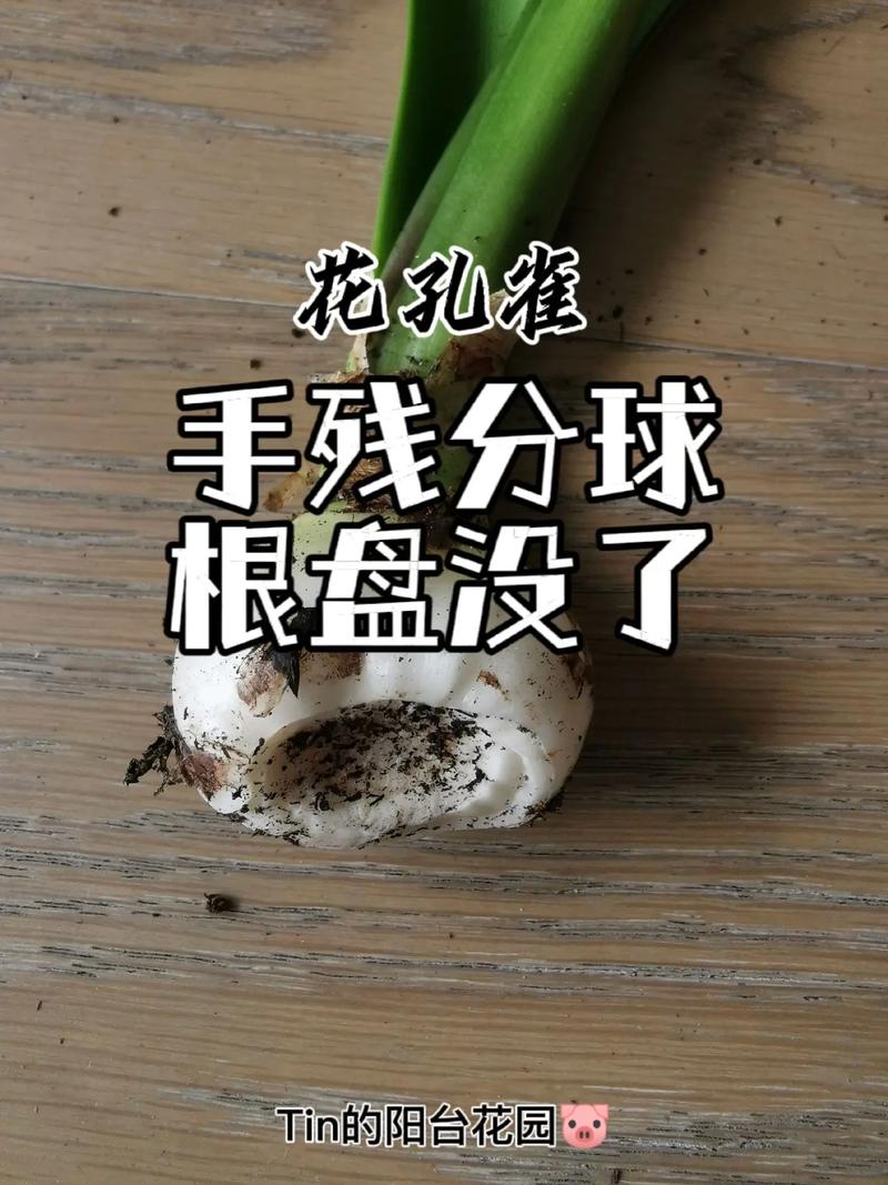 孔雀球怎么换盆,孔雀盆景?-第3张图片-优品飞百科 孔雀球怎么换盆,孔雀盆景?-第3张图片-优品飞百科